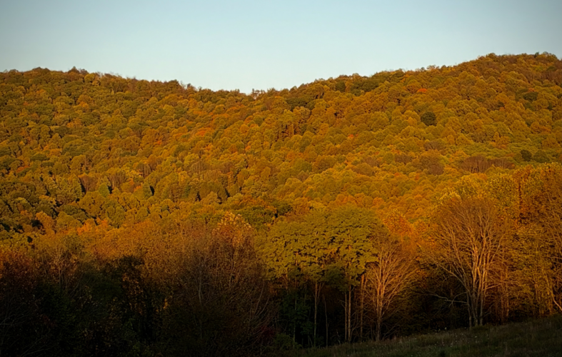 Fall into color